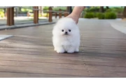 $350 : Micro Pomerania thumbnail