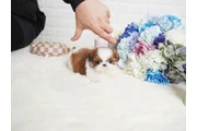 Shih Tzu taza de té en Detroit