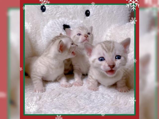 $190 : gatos de pedigrí En adopcion image 1