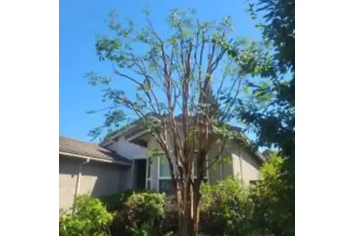 Corte y remoción de árboles image 8