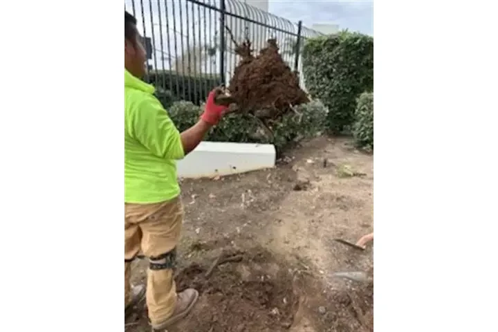 🌳 Francisco Toc Landscaping image 3