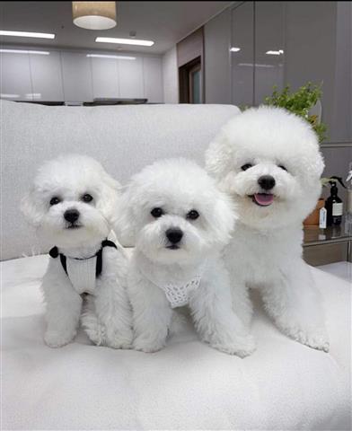 $233 : Gorgeous Minie Pups Maltese image 1