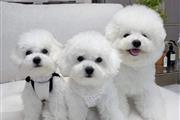 Gorgeous Minie Pups Maltese en New Haven