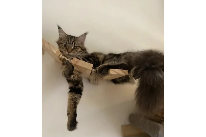 $3800000 : Linda Raza Gatos Maine Coons image 1