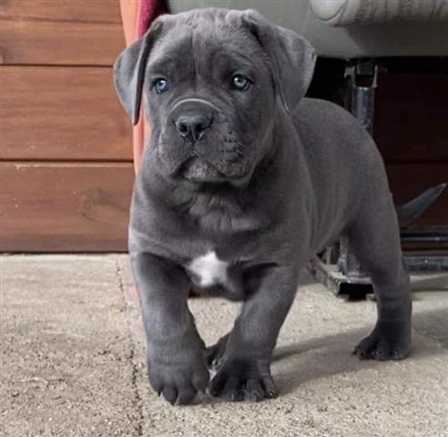 $300 : Adorable  cane corso puppy image 1