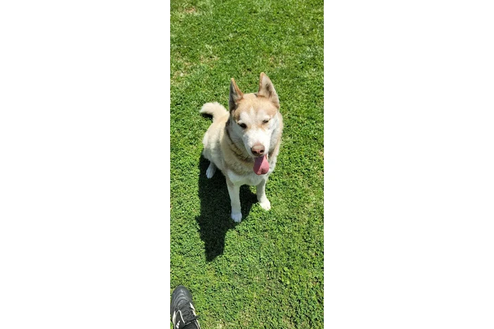 $1 : Free Husky image 5