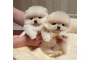 Pomeranian puppies en Boston