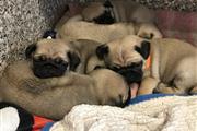 Affectionat Pug Puppy For You thumbnail