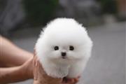 $400 : POMERANIAN PUPPIES FOR SALE thumbnail