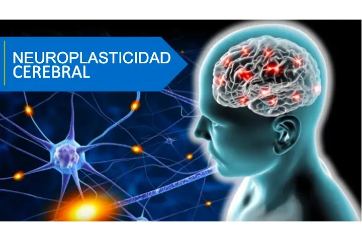 TERAPIA FISICA NEUROLOGICA image 8