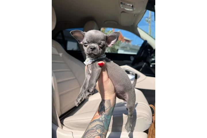$250 : Teacup Chihuahua puppies image 2