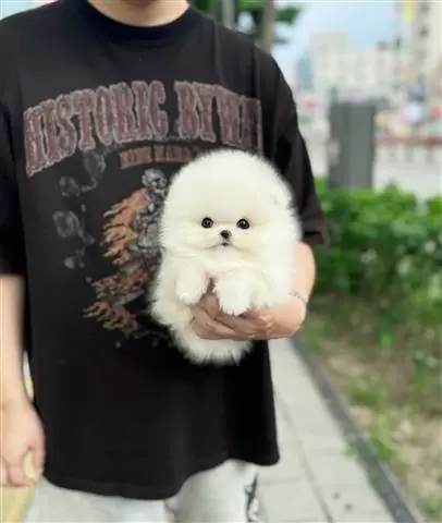 $300 : Pomeranian puppy image 1