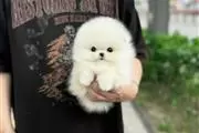 Pomeranian puppy
