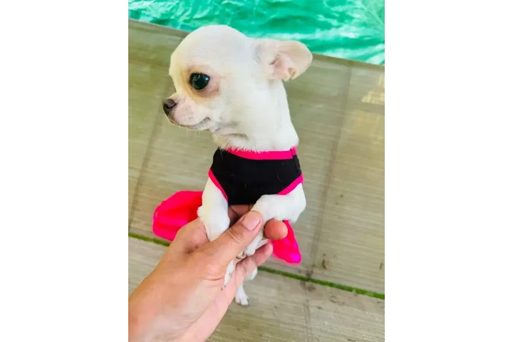 $2400 : Chihuahua puppies SH and LH image 6