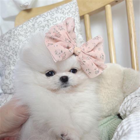 $300 : Pomeranian Pup For Sale image 1
