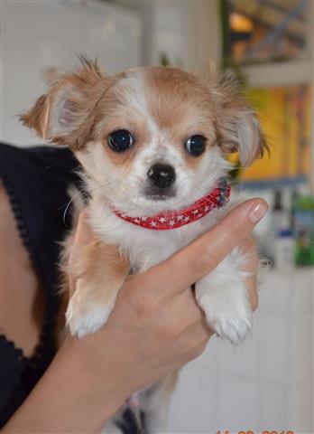 $450 : charming Chihuahua Puppies image 1