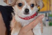 charming Chihuahua Puppies en Atlanta
