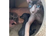 Adopt and Sphynx kitten en Houston