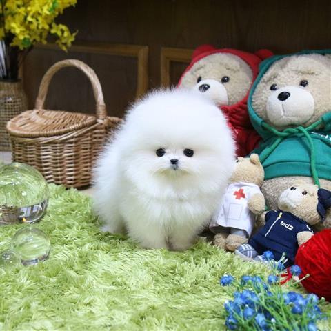 $300 : Mini pomeranian puppy for sale image 3