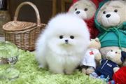 $300 : Mini pomeranian puppy for sale thumbnail