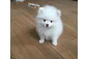 Mini Poms en venta en Kansas City MO