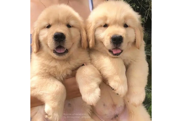$500 : Adorable Golden Retriever Pups image 1