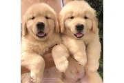Adorable Golden Retriever Pups en Los Angeles