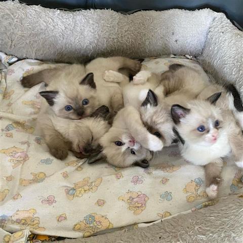 $350 : Cute Ragdol Kittens to Rehome image 3