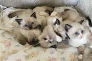 $350 : Cute Ragdol Kittens to Rehome thumbnail