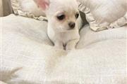 $450 : Playful Teacup Chihuahua. thumbnail