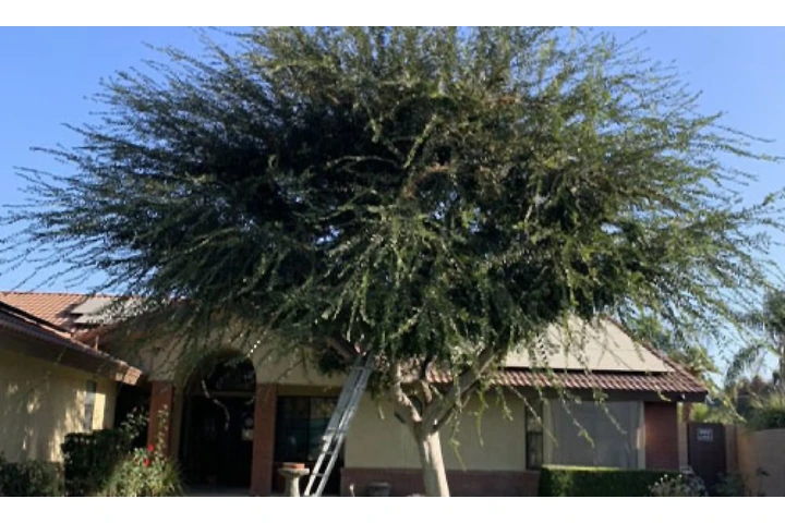 Professional Tree Services! 🌳 image 2