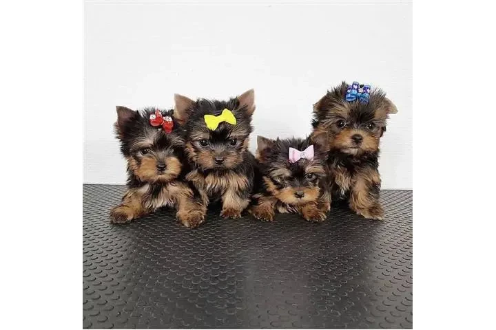 $500 : Lindos cachorros de Yorkie image 2