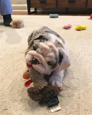 $350 : BULLDOG INGLÉS EN VENTA image 1