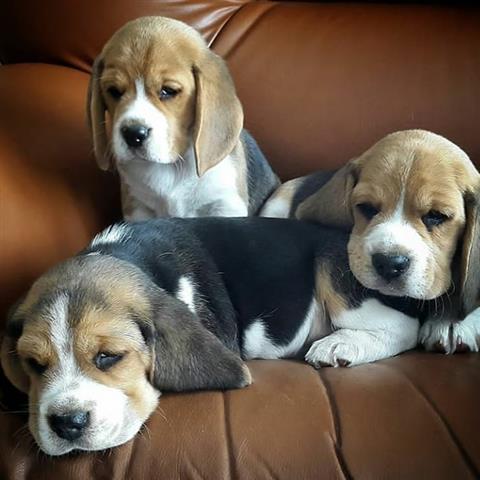$600 : Hermosos cachorros beagle en v image 1