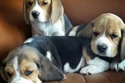 Hermosos cachorros beagle en v en Louisville