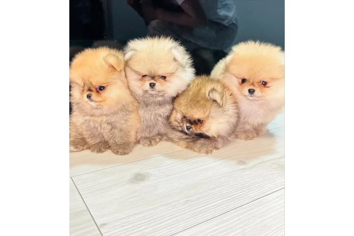 $350 : Pomerania taza de té image 3