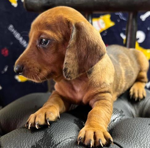 $600 : Cachorros de Dachshund cariños image 1