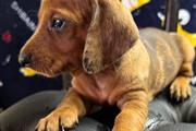 Cachorros de Dachshund cariños