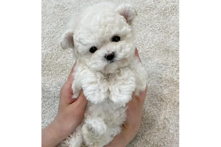 $350 : Teacup Maltipoo image 1