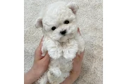 Teacup Maltipoo en Atlanta