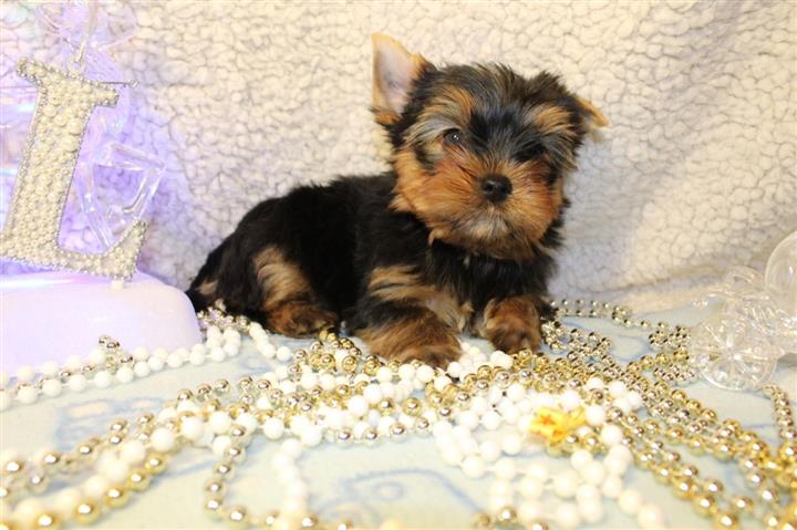 adorable Yorkie Puppy image 2