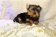 adorable Yorkie Puppy thumbnail