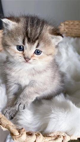 $250 : Drake kittens for rehoming image 3
