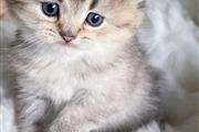 $250 : Drake kittens for rehoming thumbnail