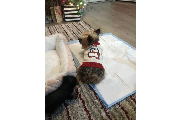 $1300 : Yorkies puros image 2