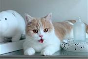 $300 : British Shorthair Kittens. thumbnail