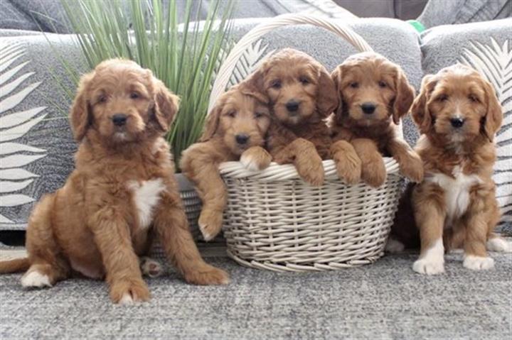 $350 : Golden doodle puppies for sale image 2