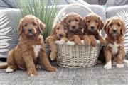 $350 : Golden doodle puppies for sale thumbnail