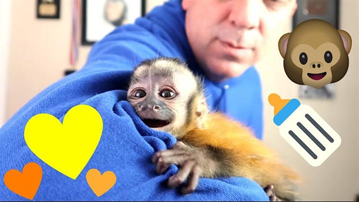 $900 : Adorable capuchin image 2