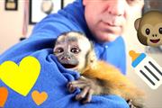 $900 : Adorable capuchin thumbnail